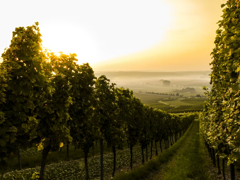 Rebberg im nebligen Morgenlicht