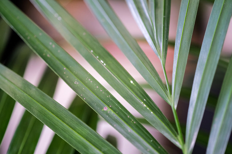 Weisse Schildläuse auf den Trieben einer Goldfruchtpalme