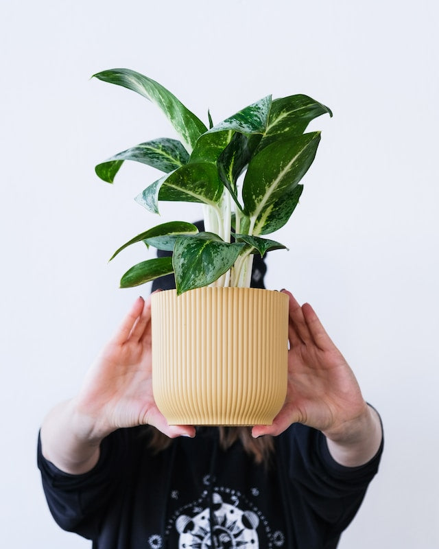 Aglaonema 'Lemon Mint' in gelbem Topf