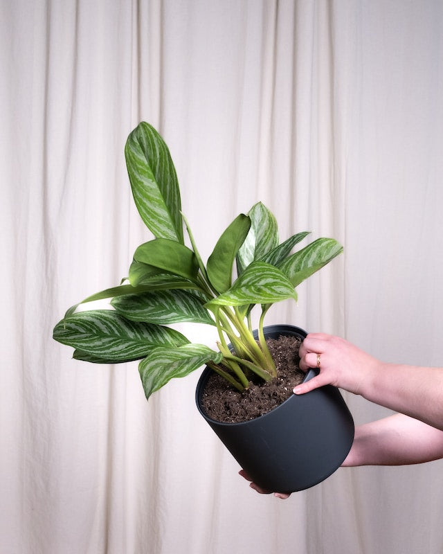 Aglaonema Stripes in anthrazitfarbenem Topf