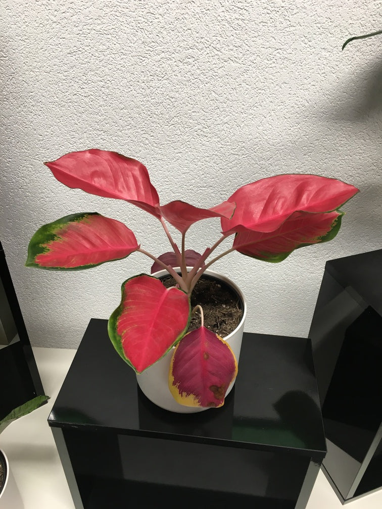 Aglaonema mit gesunden Blättern und einem alten, gefleckten ganz unten