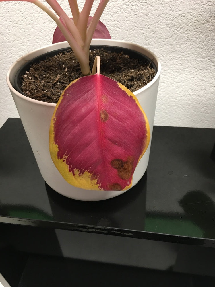 Braune Flecken auf dem alten Blatt einer Aglaonema