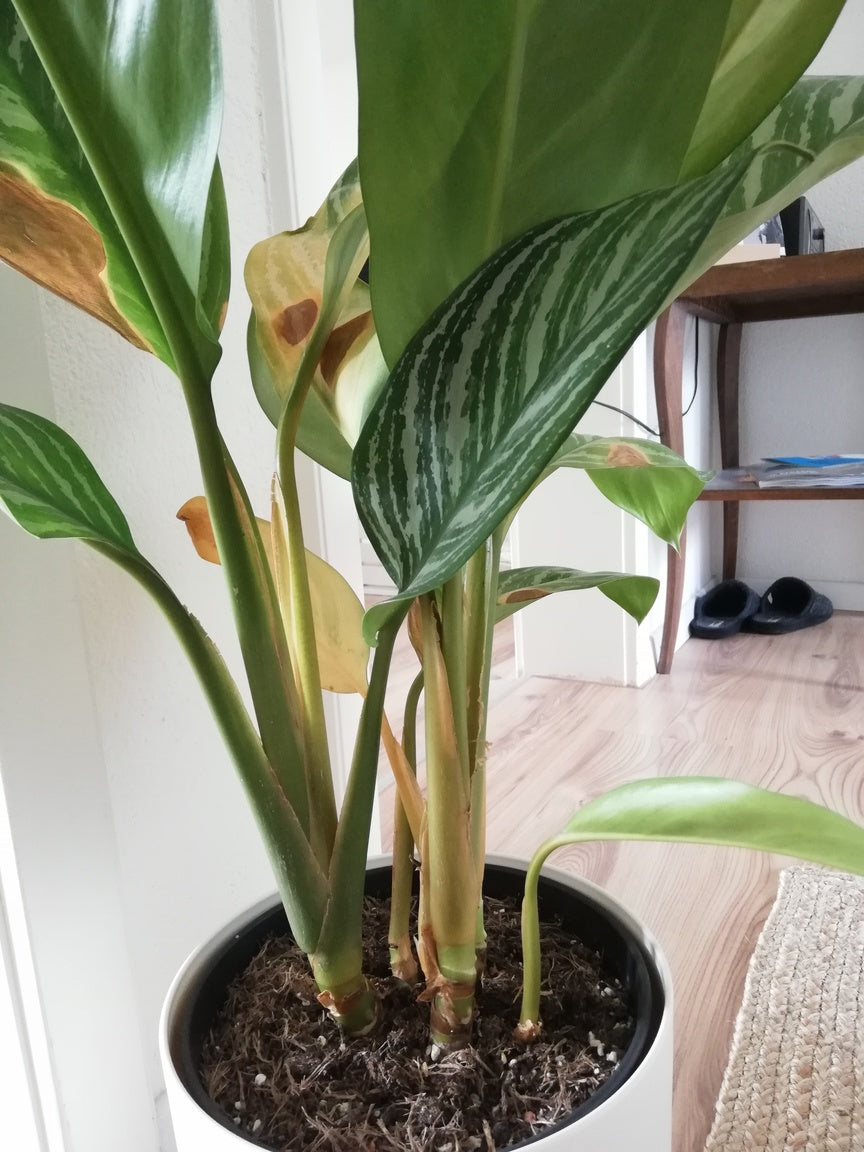 Gelbe Blätter an einer Aglaonema