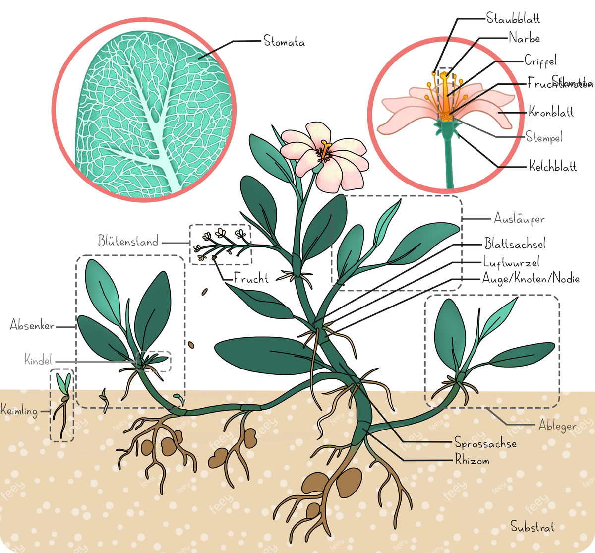 Illustration einer Pflanze mit Wurzelsystem, Trieben, Blättern und einer Blüte