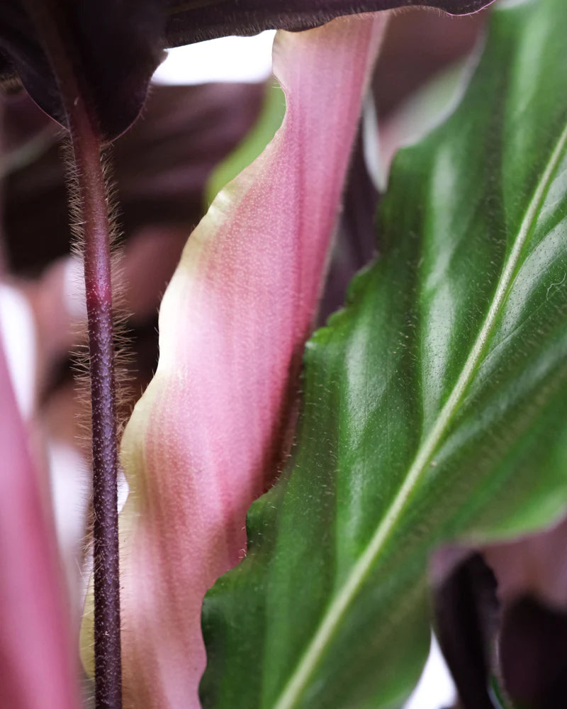 Detailaufnahme der grünen und violetten Blätter eine Calathea Rufibarba