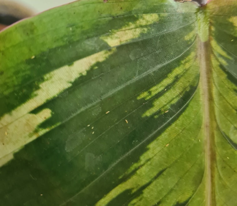 Gelbe, längliche Larven auf dem Blatt einer Calathea Roseopicta