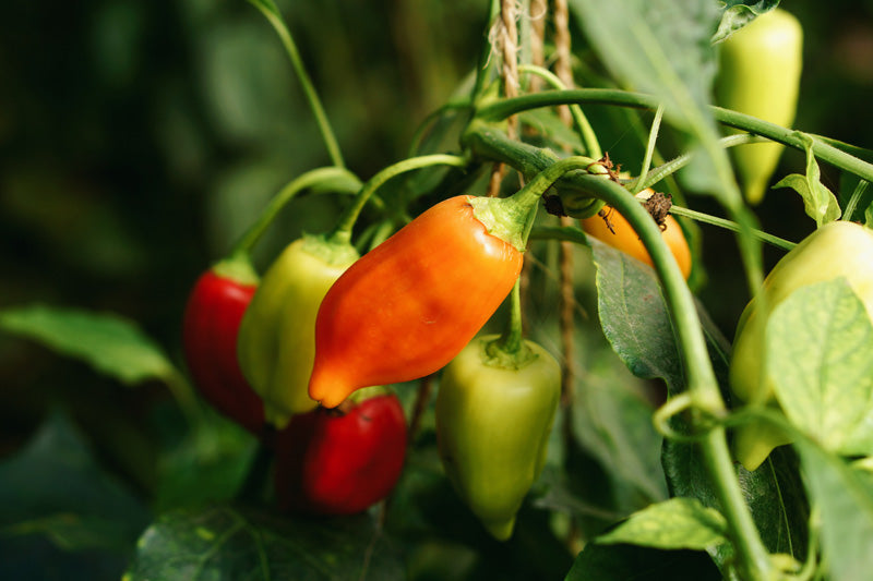 Chili-Pflanze mit orange-roten Früchten dran