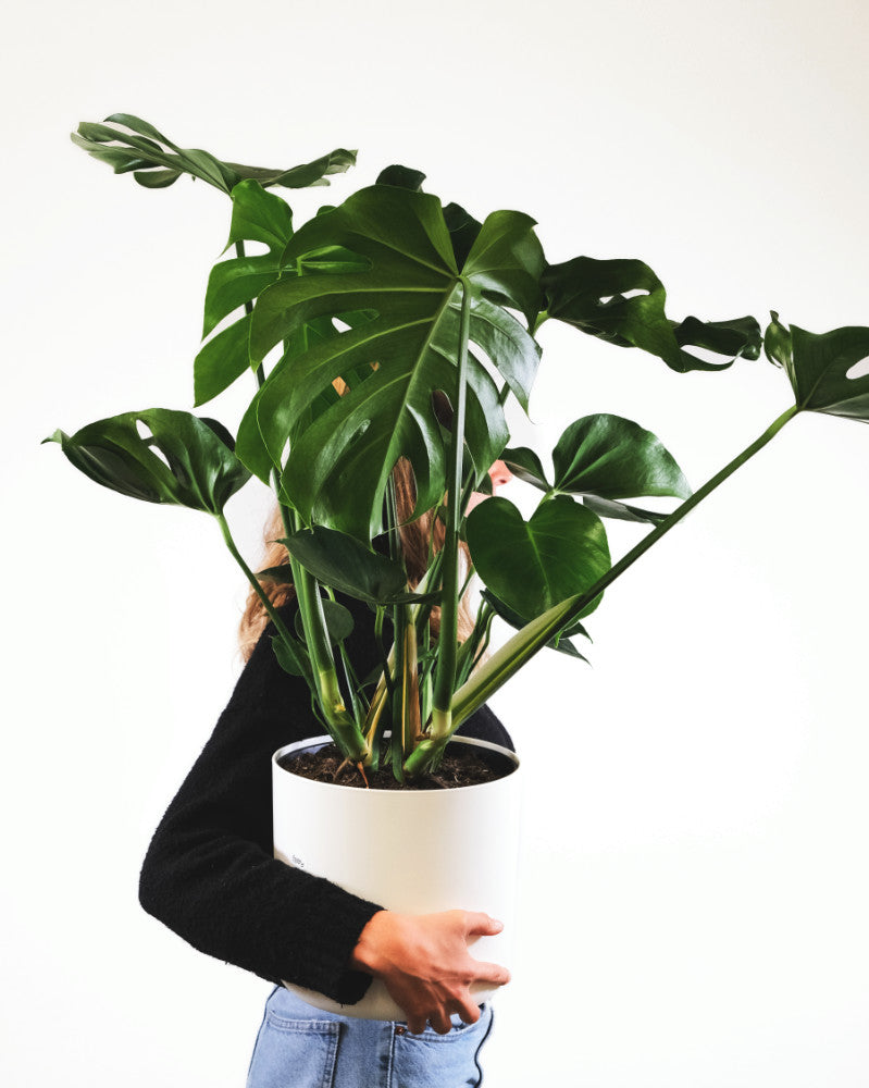 Große Monstera in weißem Topf