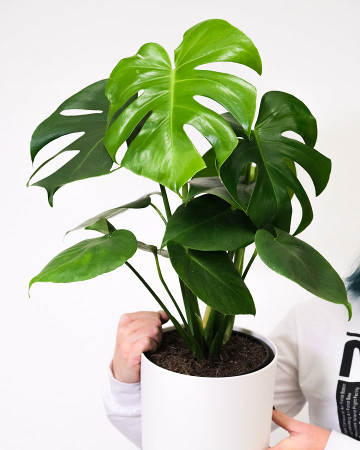 Monstera in weißem Topf