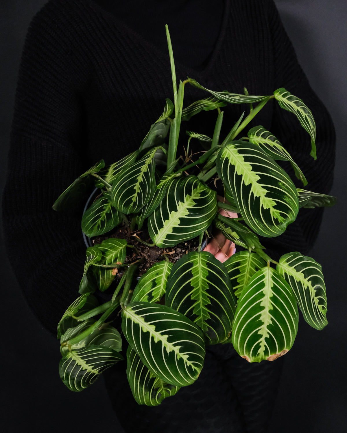 Maranta Lemon Lime vor schwarzem Hintergrund