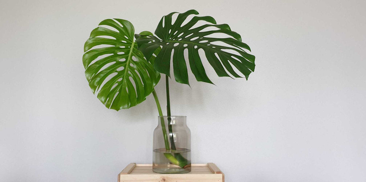 Monstera-Stecklinge in einem Wasserglas