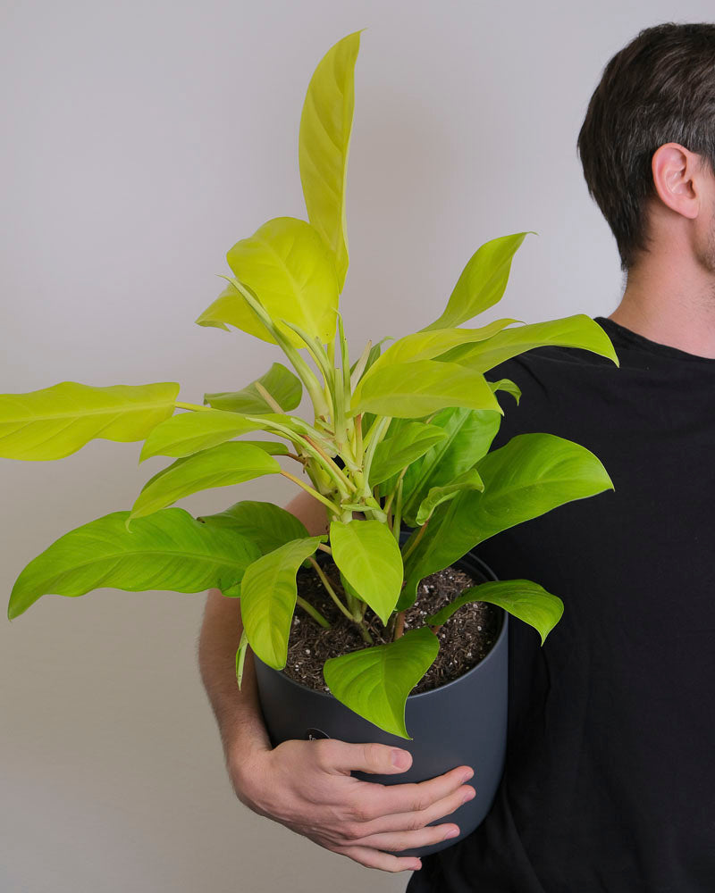 Philodendron ‘Malay Gold’ in grauem Topf