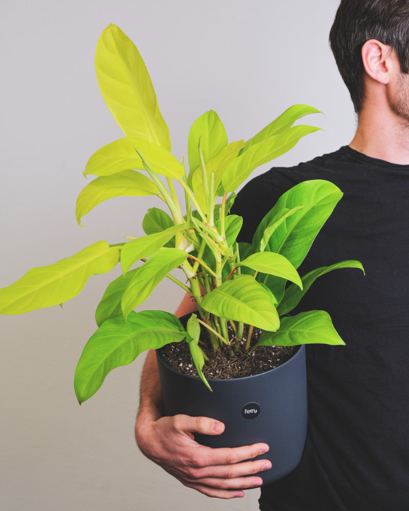 Philodendron ‘Malay Gold’