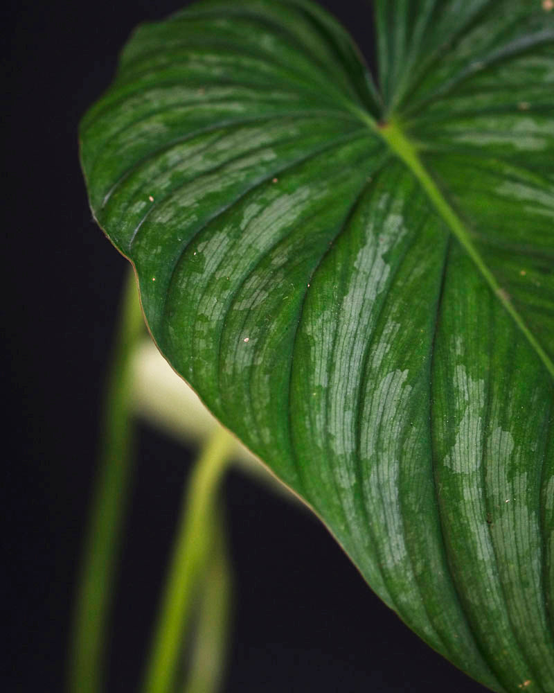 Philodendron pastazanum