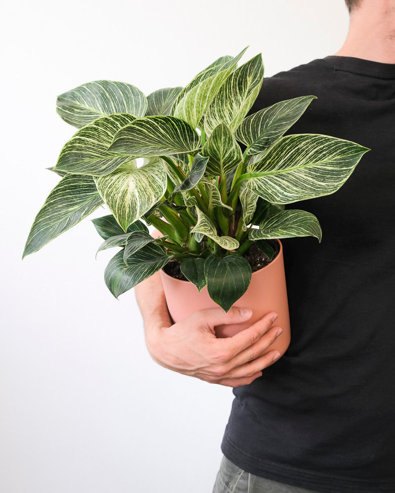 Philodendron Birkin ‘White Measure’ in pinkem Topf in Svens Arm