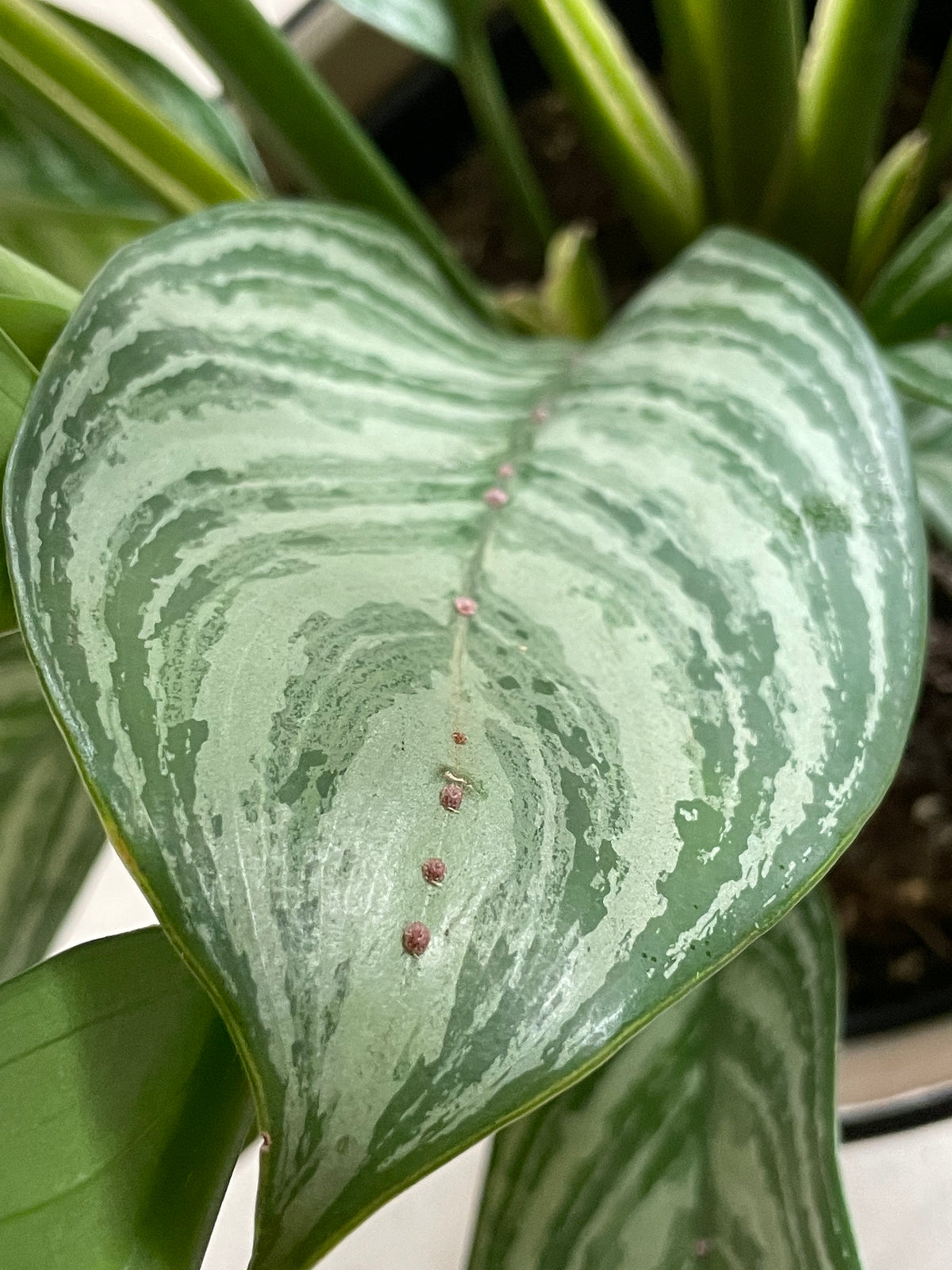 Schildläuse mit Rückenpanzer entlang der Blattader auf der Oberseite eines Blatts der Aglaonema Stripes