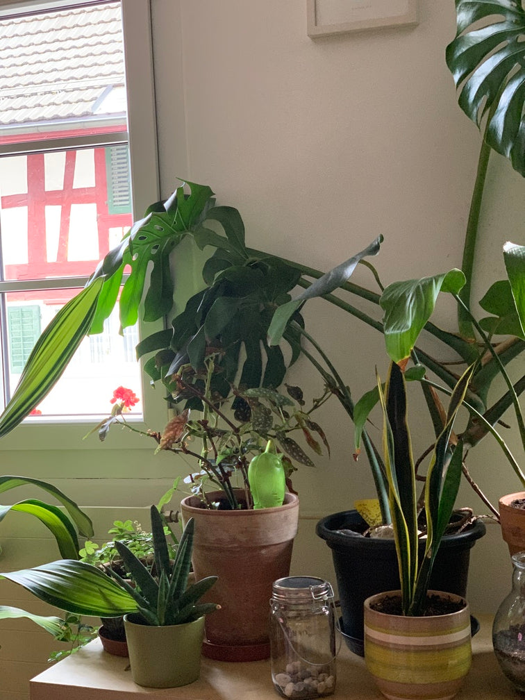 Grosse Monstera, Schwiegermutterzungen und andere Pflanzen in verschiedensten Töpfen auf einem kleinen Tisch vor einem Fenster