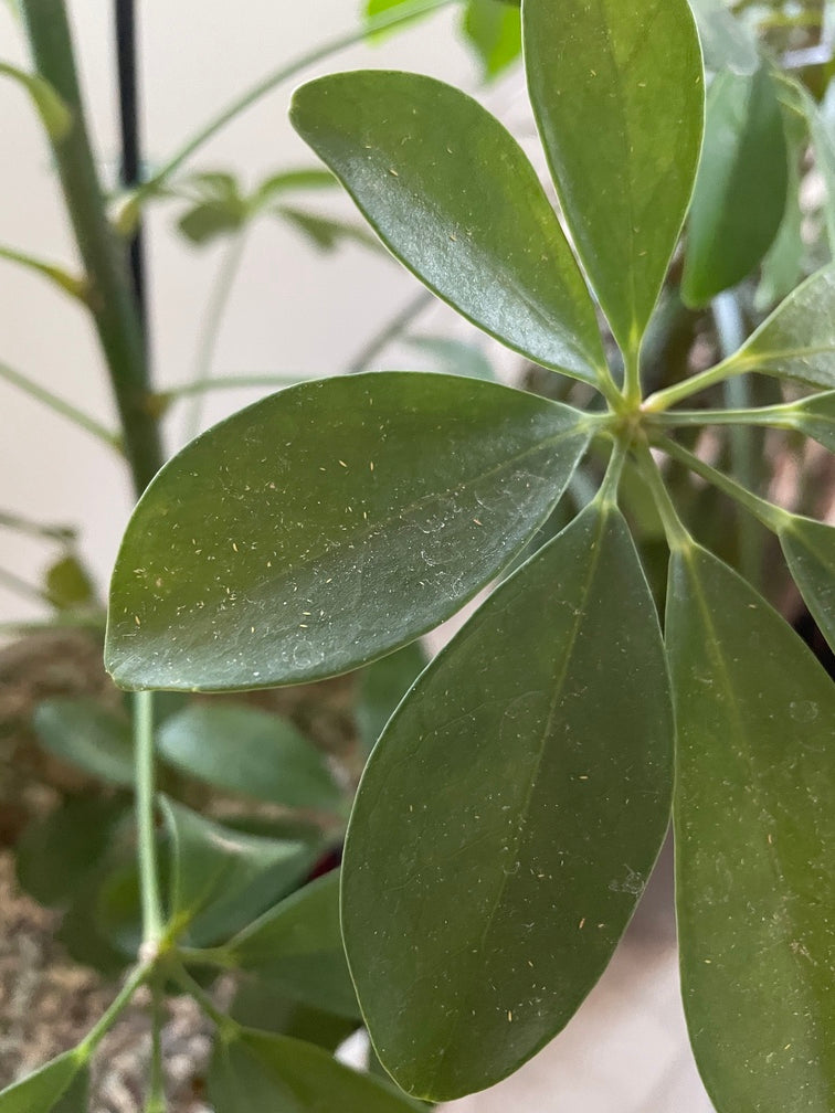 Längliche, gelbe Larven auf den Blättern einer Schefflera